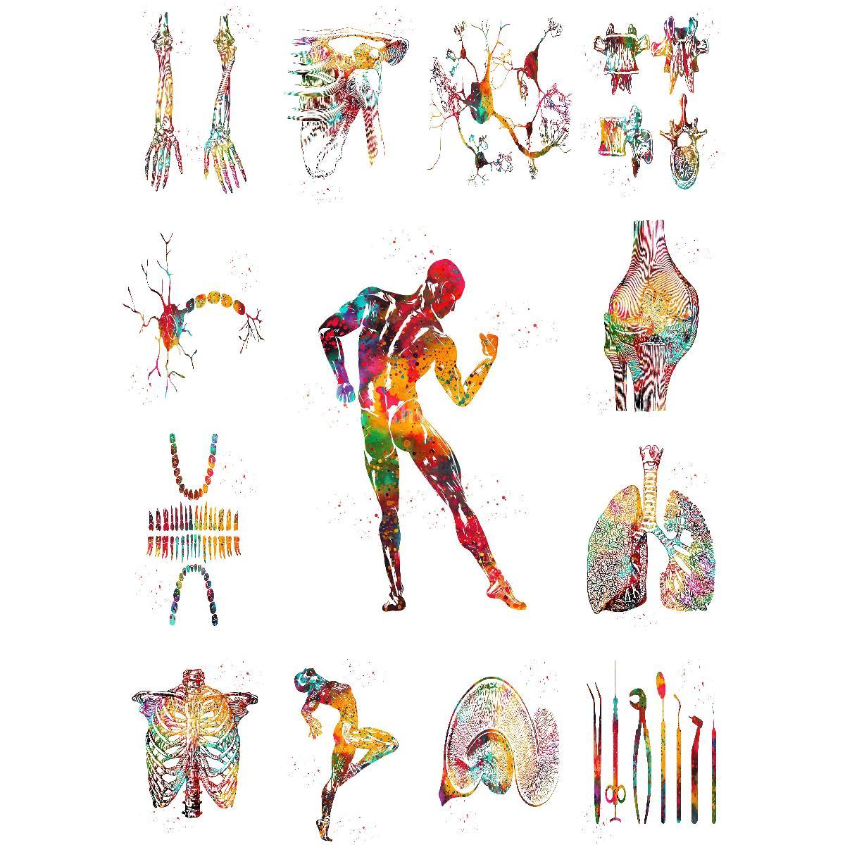 Plakat z anatomią budowy mięśn – Interior Design Education recenzja i cena